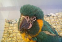 ARA ARARAUNA MESI TRE E MEZZO